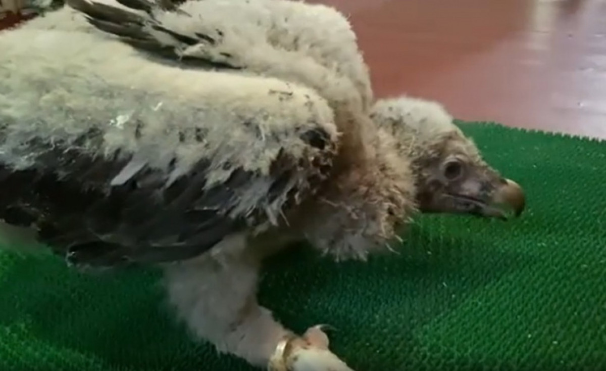 instagram/@almatyzoo