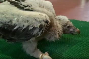 Фотография к новости: Птенец редкой хищной птицы появился на свет в Алматинском зоопарке