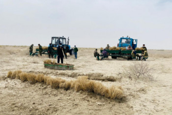 Фотография к новости: Программу по высадке саксаула на высохшем дне Аральского моря примут в РК