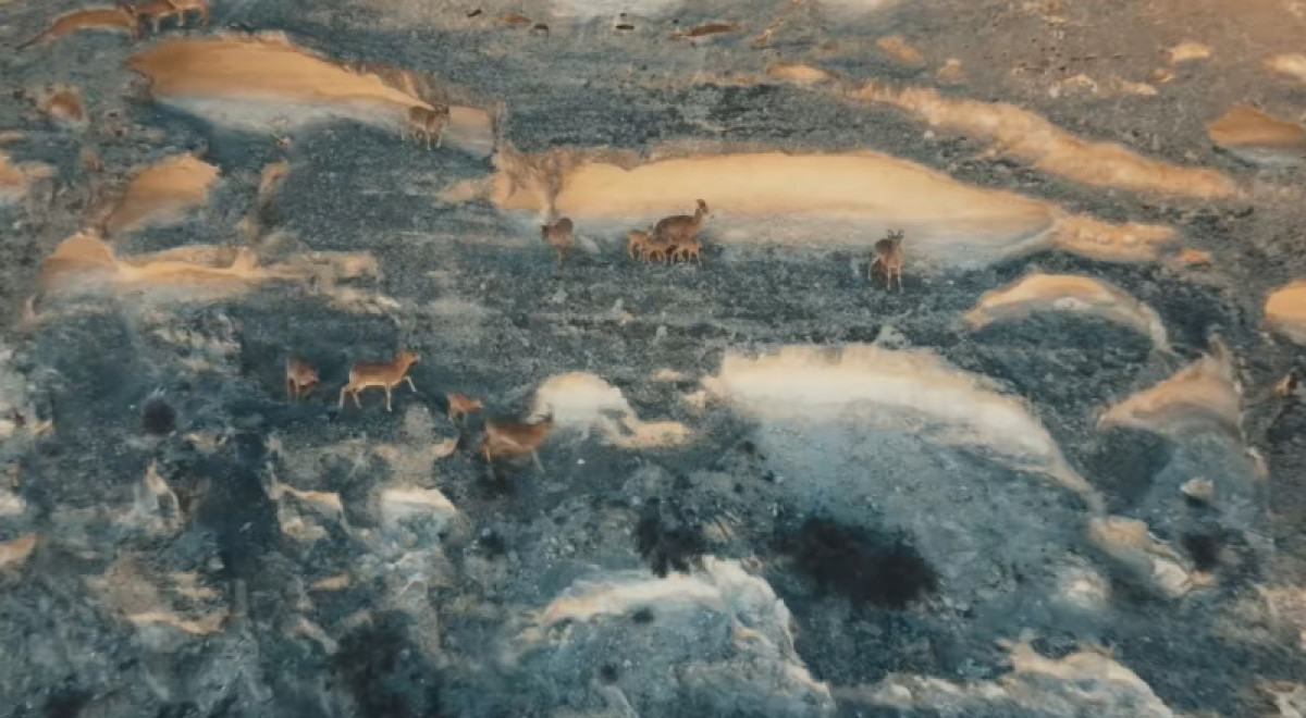 Краснокнижных уриалов удалось снять на видео в Мангистау