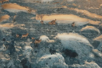 Фотография к новости: Краснокнижных уриалов удалось снять на видео в Мангистау