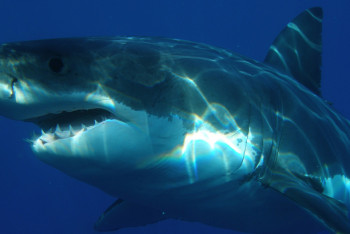 Фотография к новости: Серфингист погиб после нападения акулы у берегов Новой Каледонии