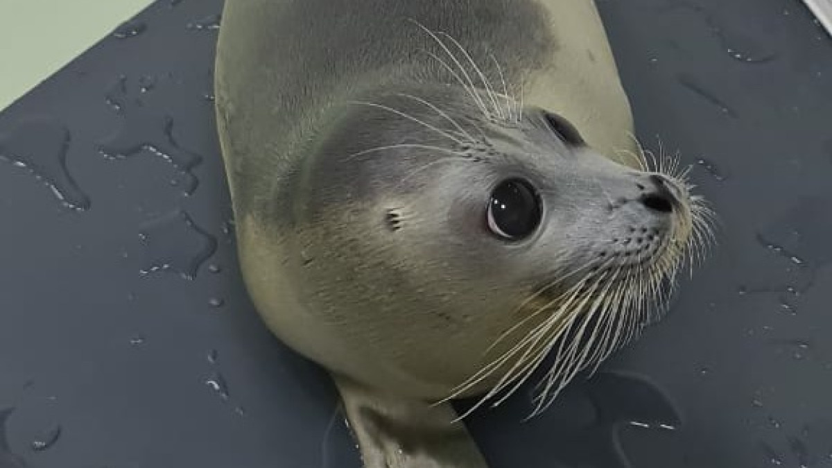 пресс-служба КНБ РК