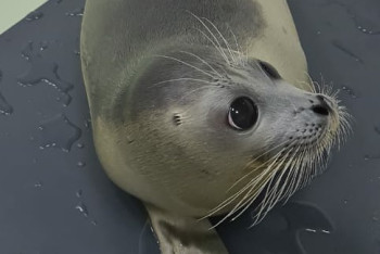 Фотография к новости: Спасенного детеныша тюленя выпустили в Каспийское море