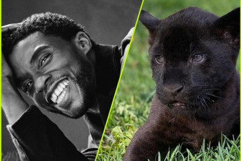 Фотография к новости: Алматинского малыша-ягуара назвали в честь звезды "Черной Пантеры"