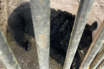 Фотография к новости: Медведь сломал решетку вольера в зоопарке Шымкента