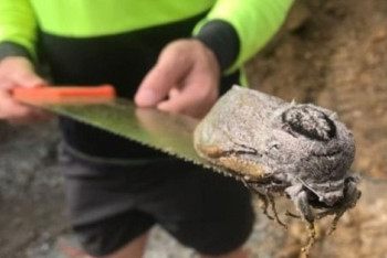 Фотография к новости: В Австралии обнаружили гигантского мотылька