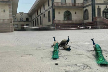 Фотография к новости: Павлины на привязи возле ресторана в Алматинской области возмутили соцсети