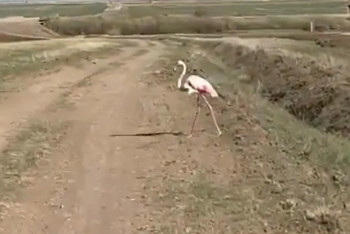 Фотография к новости: Гуляющий в торгайских степях фламинго удивил сельчан