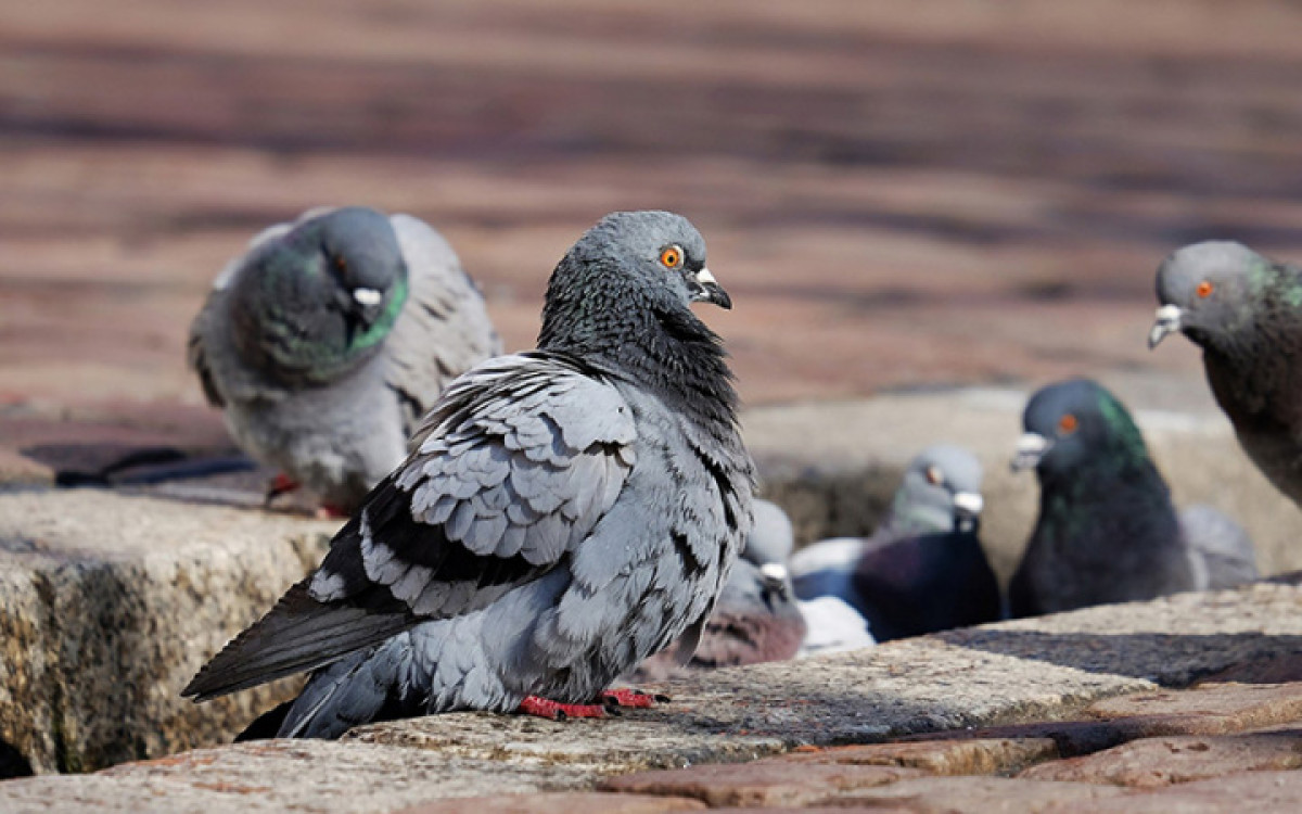 depositphotos