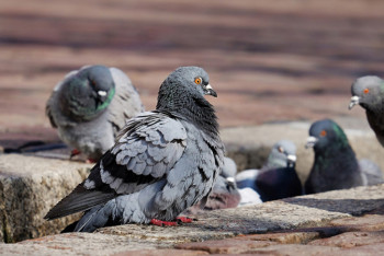 Фотография к новости: Алматинцы обеспокоены массовой гибелью голубей
