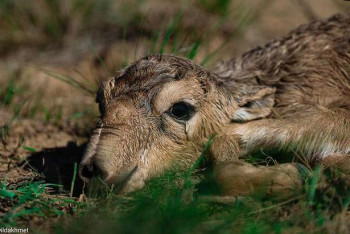 Фотография к новости: О массовом бэби-буме сайгаков в ЗКО объявил эколог