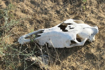 Фотография к новости: Стихийный скотомогильник обнаружили в Павлодарской области