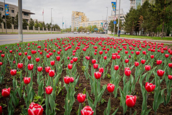 Фотография к новости: Тюльпаны высадили впервые за 10 лет в Нур-Султане
