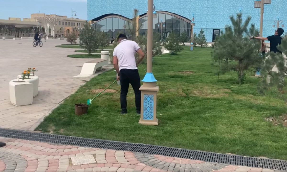 "Покраска" газонной травы удивила жителей Туркестана