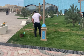 Фотография к новости: "Покраска" газонной травы удивила жителей Туркестана