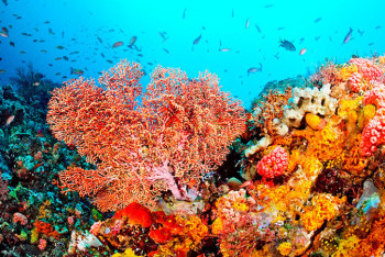 Фотография к новости: Коралловые рифы почти полностью исчезнут через 30 лет