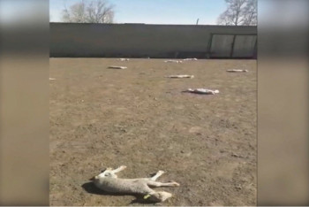 Фотография к новости: От неизвестной болезни массово гибнет скот на востоке Казахстана