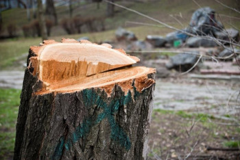 Фотография к новости: Лесопарк в Алматы вырубили без разрешения - акимат
