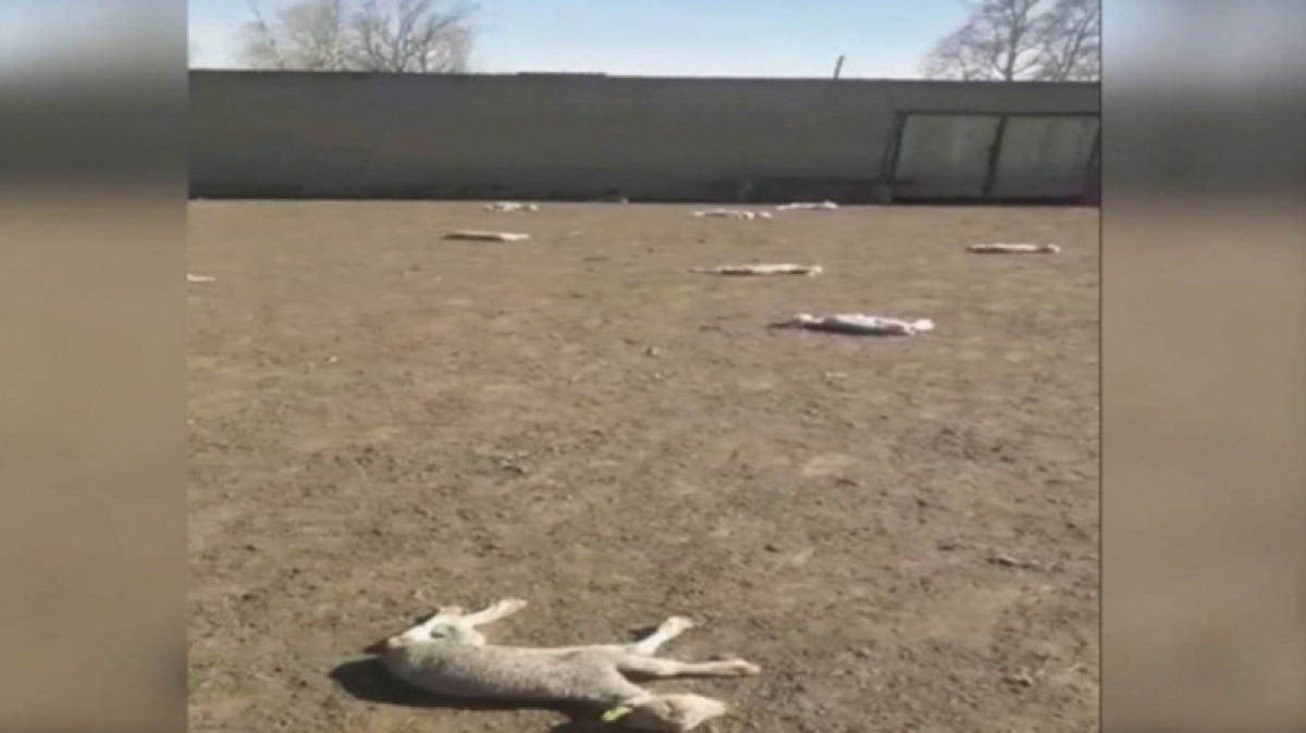 Минсельхоз прокомментировал внезапный падеж скота в Восточном Казахстане