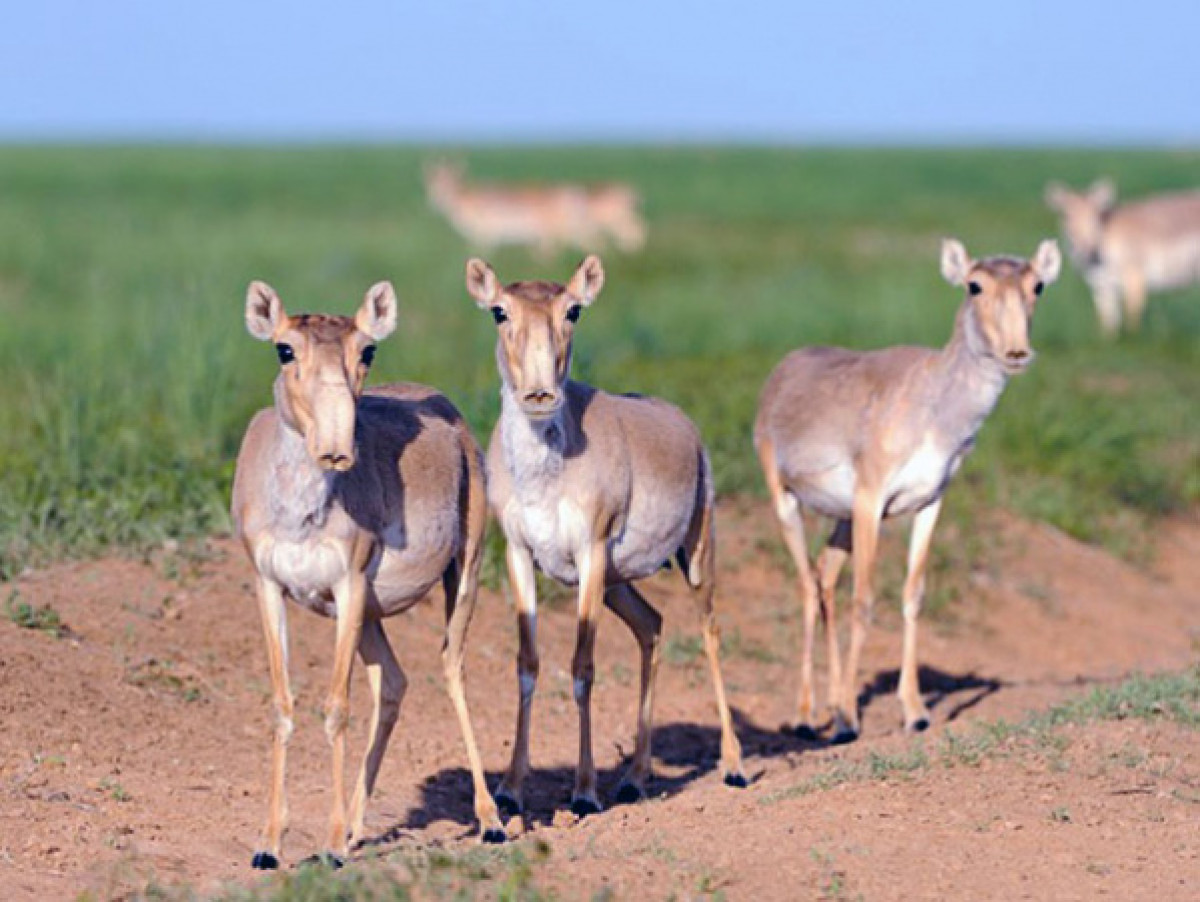&quot;Простая фауна&quot;