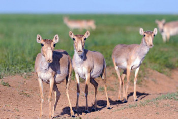 Фотография к новости: Сотни мертвых сайгаков обнаружили в ЗКО