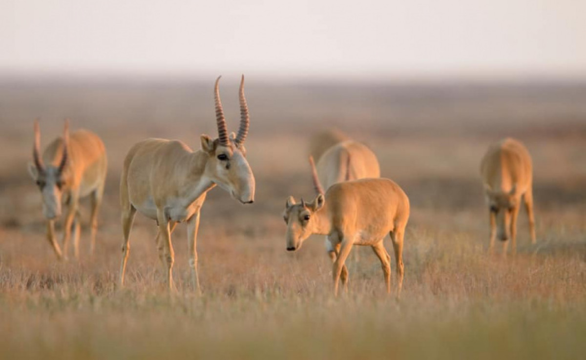 Погибшие сайгаки в ЗКО могли быть убиты молнией - Минэкологии