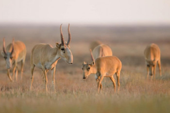Фотография к новости: Погибшие сайгаки в ЗКО могли быть убиты молнией - Минэкологии