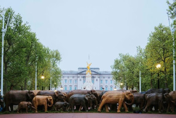 Фотография к новости: Стадо деревянных слонов "пригнали" к Букингемскому дворцу