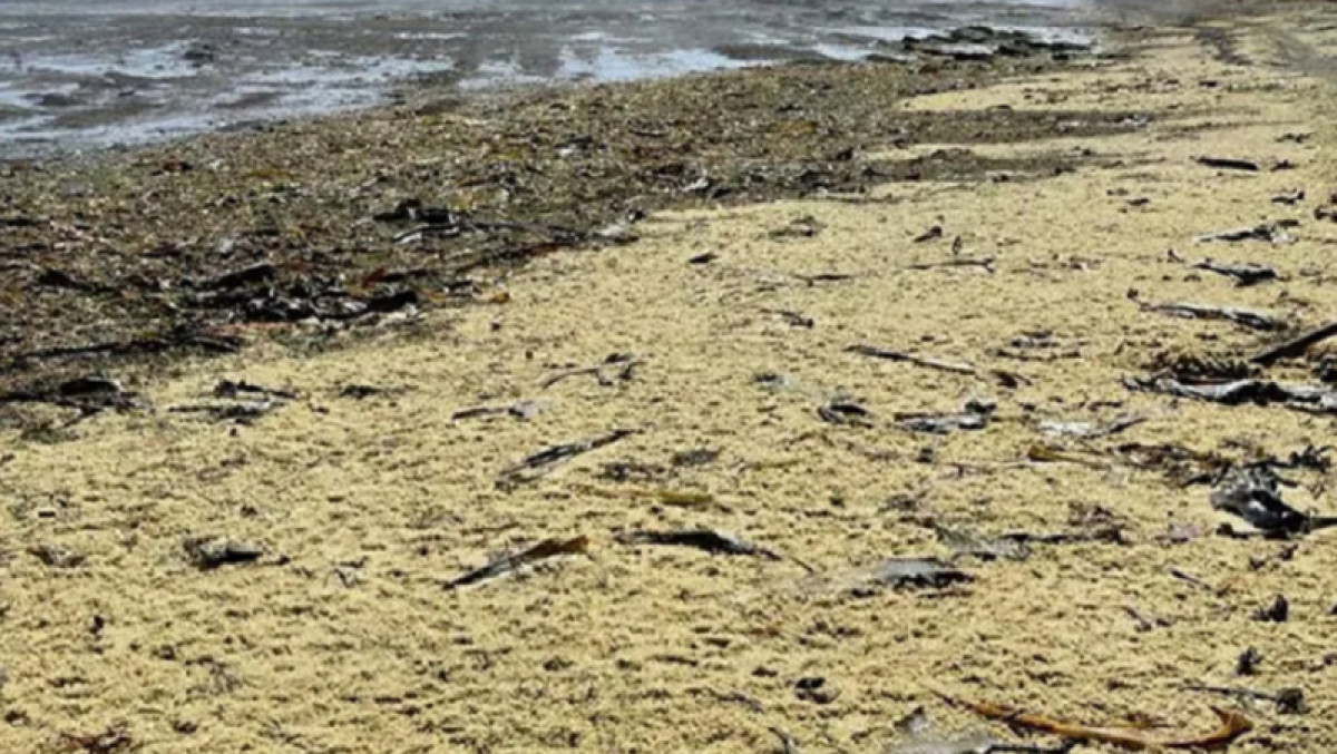 Тонны икры вынесло на побережье Сахалина