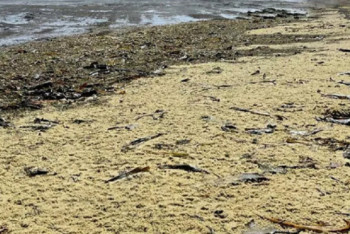 Фотография к новости: Тонны икры вынесло на побережье Сахалина