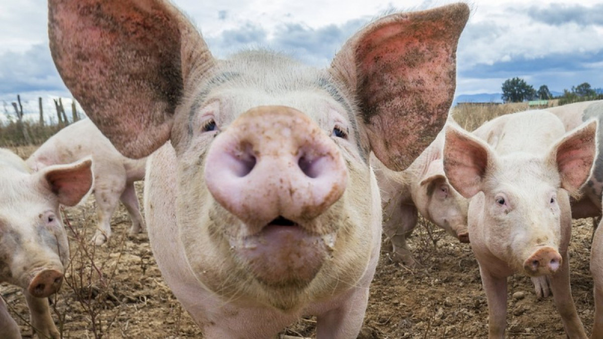 иллюстративное 