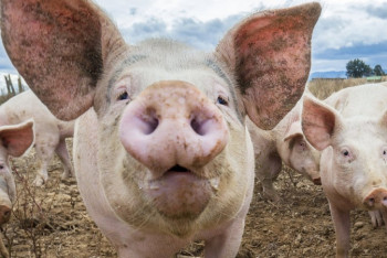 Фотография к новости: Животные могут дышать через кишечник в экстренных ситуациях