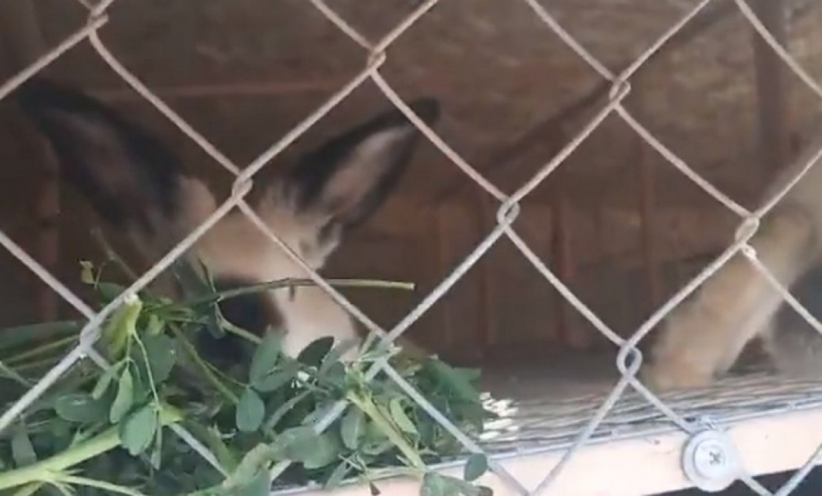 кадр из видео 