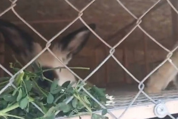 Фотография к новости: Посетителей контактного зоопарка в Актау шокировали мертвые кролики