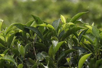 Фотография к новости: Индийский чай может подорожать из-за коронавируса и засухи