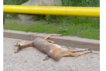 Фотография к новости: Видео сбитой косули на Медео прокомментировали в Минэкологии