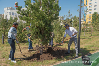 Фотография к новости: У редакции BaigeNews.kz появилась своя ель в Линейном парке