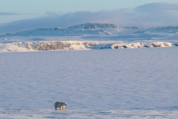Фотография к новости: Арктика нагревается в три раза быстрее, чем вся планета