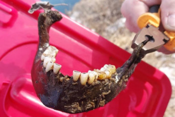 Фотография к новости: Выловленная в Иртыше человеческая челюсть относится к бронзовому веку