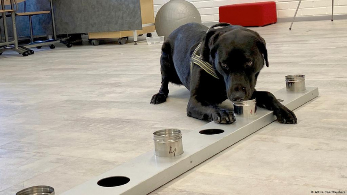 Лабрадоры в Таиланде ищут больных коронавирусом с эффективностью 95 процентов