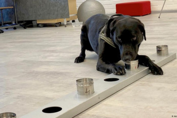 Фотография к новости: Лабрадоры в Таиланде ищут больных коронавирусом с эффективностью 95 процентов