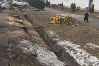 Фотография к новости: За вырубку краснокнижных дубов у Sulpak осудили бизнес-леди в Алматы