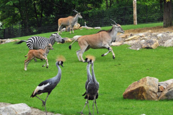 Фотография к новости: Пенсионер в Германии купил более 30 тысяч билетов в зоопарк