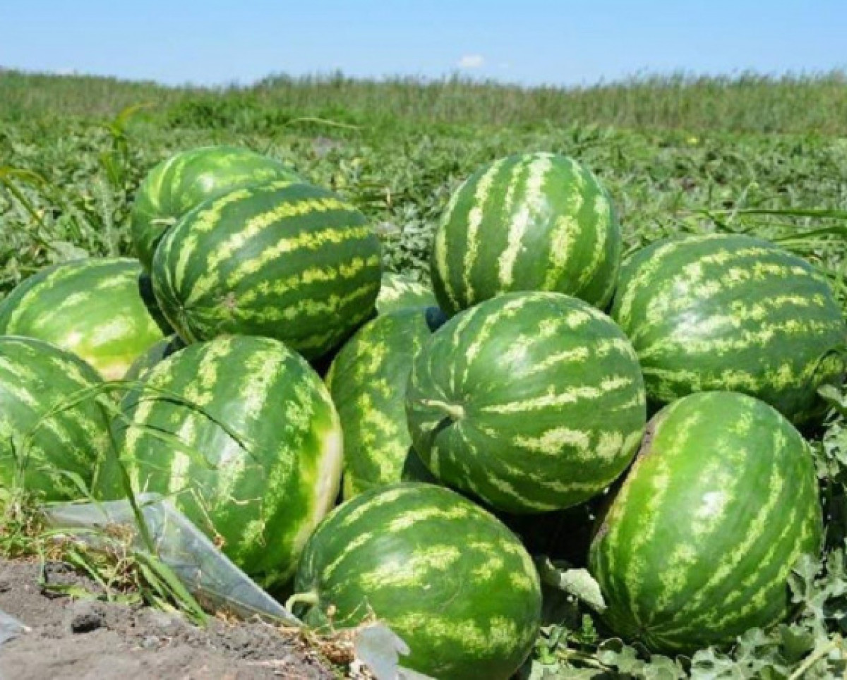 Первый урожай арбузов собрали на юге Казахстана