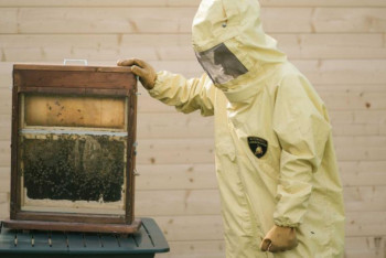 Фотография к новости: На заводе Lamborghini занялись пчеловодством