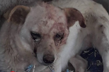 Фотография к новости: Собаку избили топором в Алматинской области: полиция ведет расследование