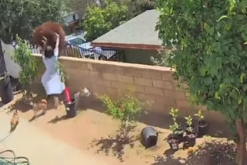 Фотография к новости: Девушка подралась с медведем из-за собак в США