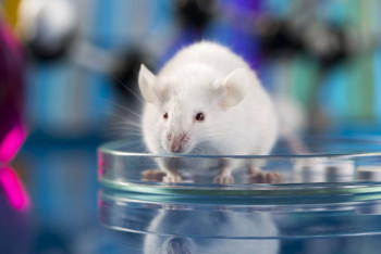 Фотография к новости: Крысам начали пересаживать костную ткань из космоса