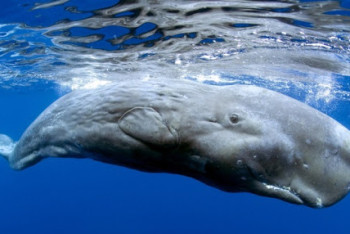 Фотография к новости: Амбру на 1,5 миллиона долларов обнаружили рыбаки в брюхе кита